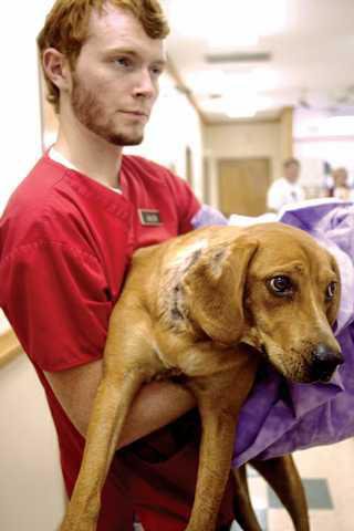 Doggone Lucky Forsyth News