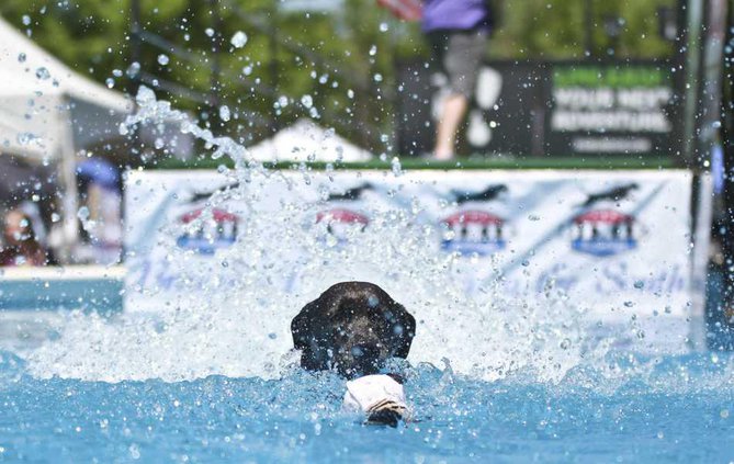 DogJump web