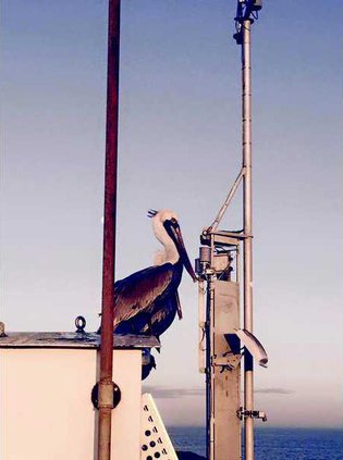 11017826 10206473089853811 5650536668734211629 n