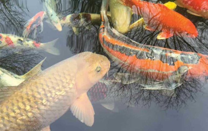 koi