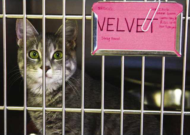 Forsyth S Pet Predicament Forsyth News