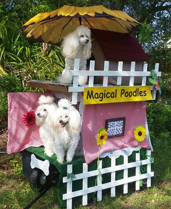 Micheles magical poodles