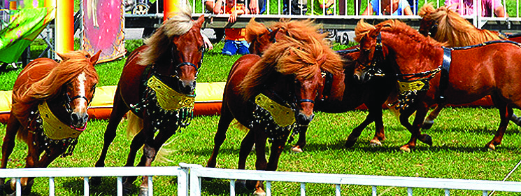 Horses
