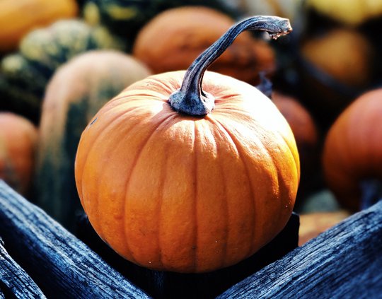 Pumpkin