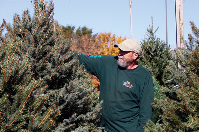 The Complete Guide To Buying Your Christmas Tree In Forsyth County Forsyth News