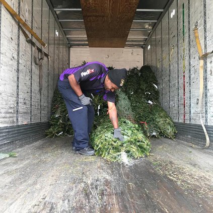 Bottoms Christmas Tree Farm