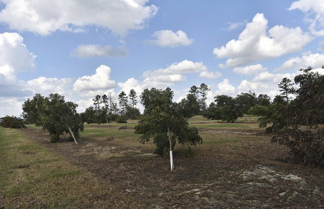 Pecan trees