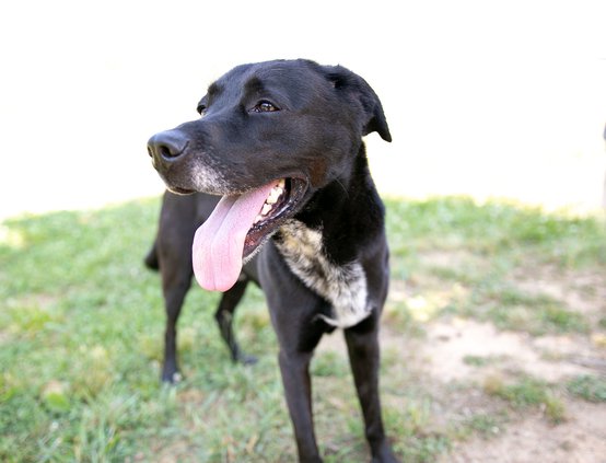 Forsyth County Animal Shelter