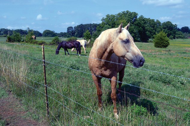 Brooks Farm 2 071419 web