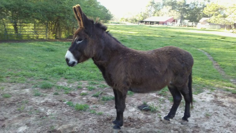 Donkey