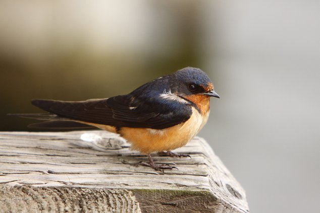 Barn Swallow