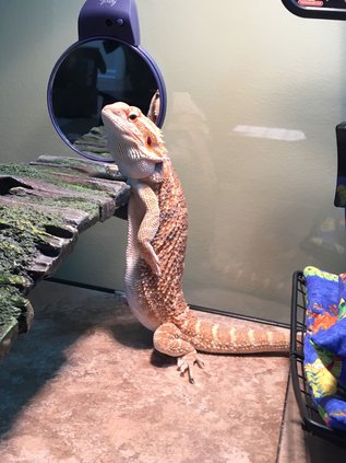 Bearded dragon
