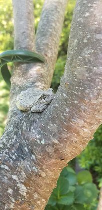 Cope’s Gray Treefrog