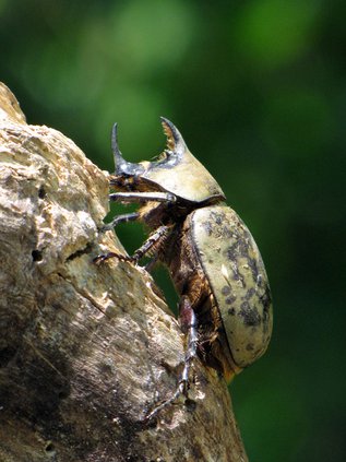 Eastern Hercules Beetle