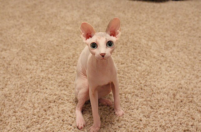 Sphynx Kitten