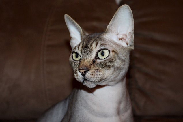 Sphynx Cat