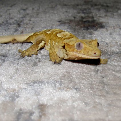 eyelash crested gecko