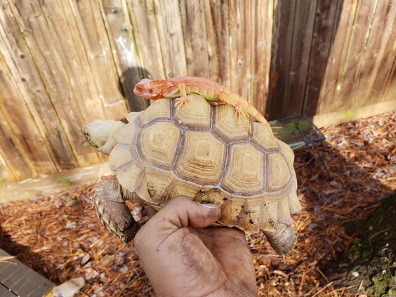 sulcata tortoise