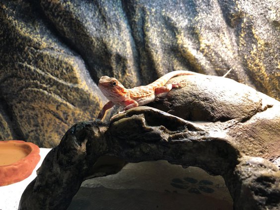 red translucent hypo leatherback bearded dragon