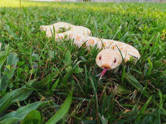 albino Western Hognose snake
