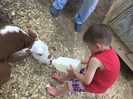 Cow