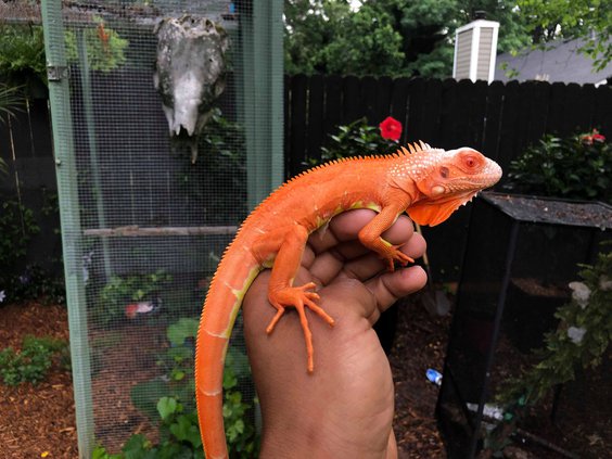 iguana