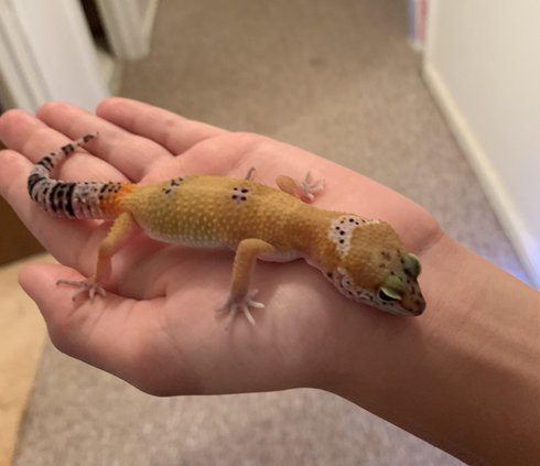 spotted gecko