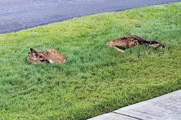 Fawns