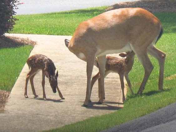 fawns