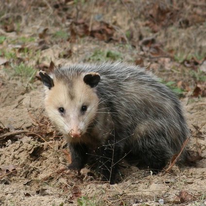 Possum