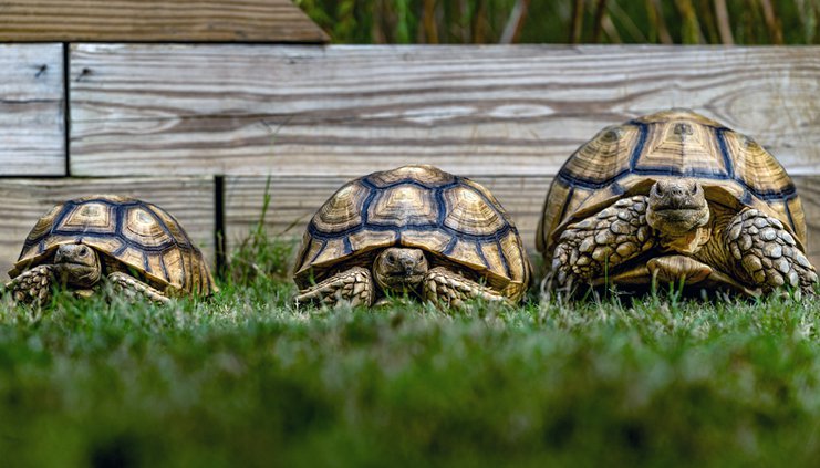 20191106_Tortoises_3_web