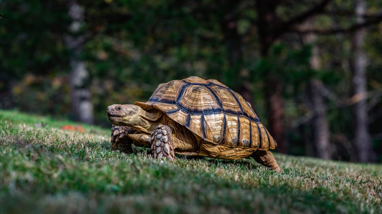 20191106_Tortoises_7_web