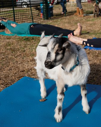 20191211_GoatYoga_1_web.jpg