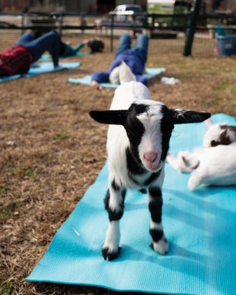 20191211_GoatYoga_2_web.jpg