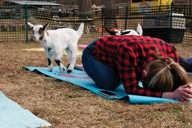 20191211_GoatYoga_3_web.jpg