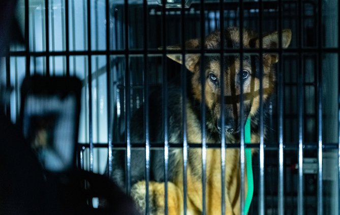 20200209_Shepherd_1_web