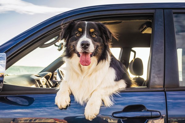Dog