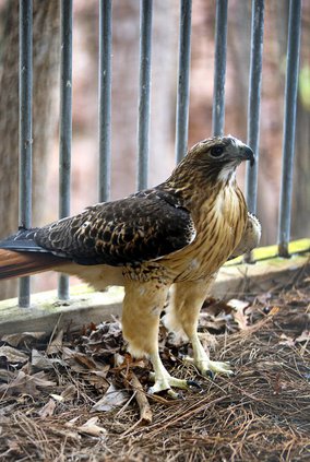 red tailed hawk