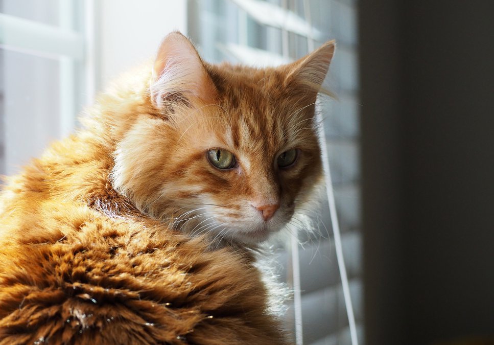 Keep Pets Safe Your Cats Can Get The Coronavirus But They Won T