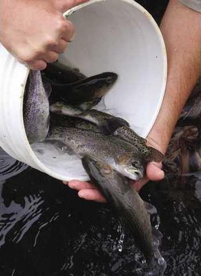trout hatchery f clo1312D0