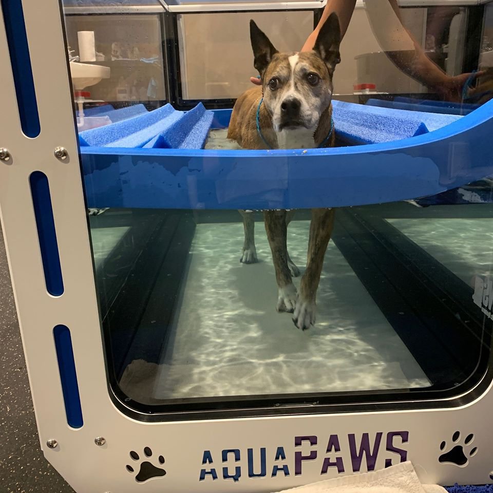 Crestview Animal Hospital encourages stronger, healthier pets with new