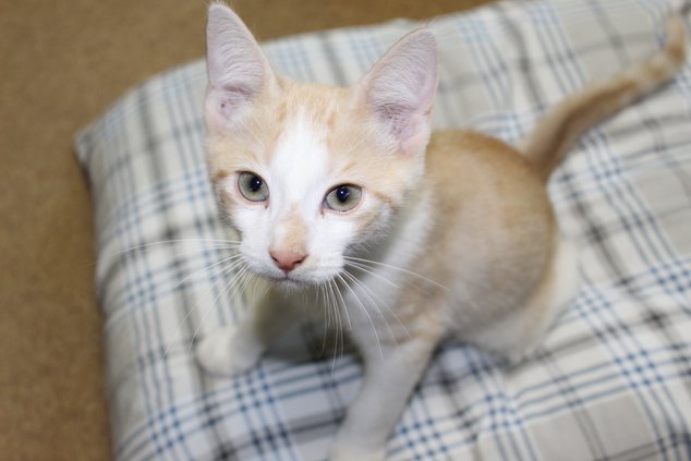 cat