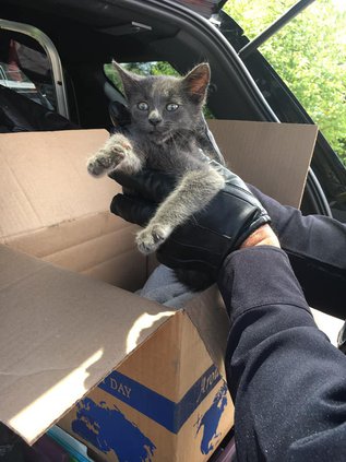 kitten