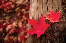 fall
