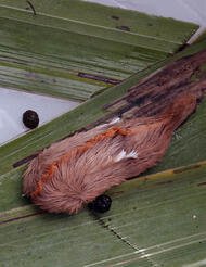 puss caterpillar