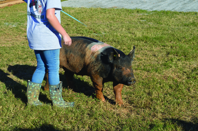 otwell pig