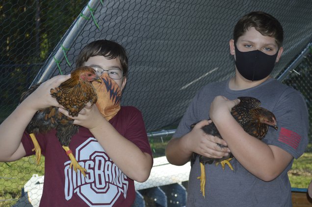 otwell chickens