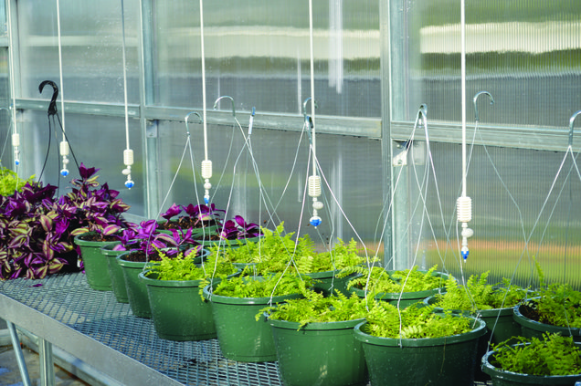 otwell plants