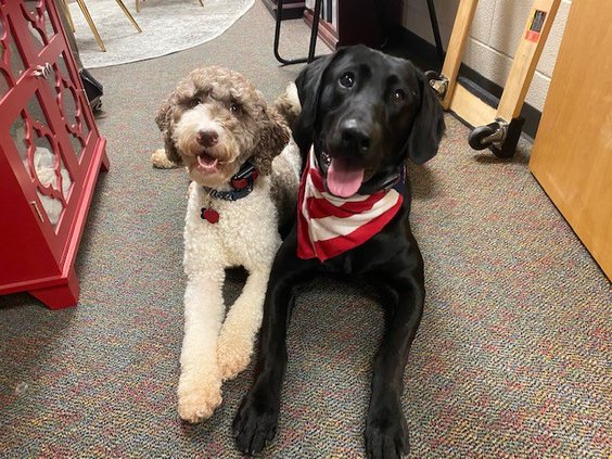 20201124 Lambert Therapy Dogs 3