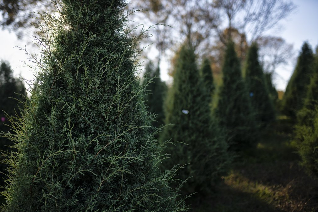 Pick up or cut your own Christmas tree at one of these Northeast